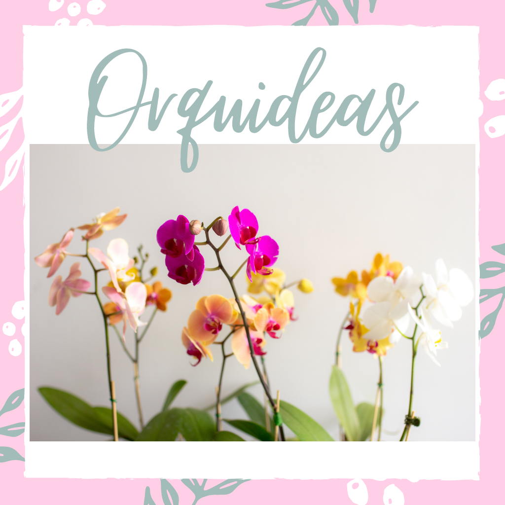 Orquídeas