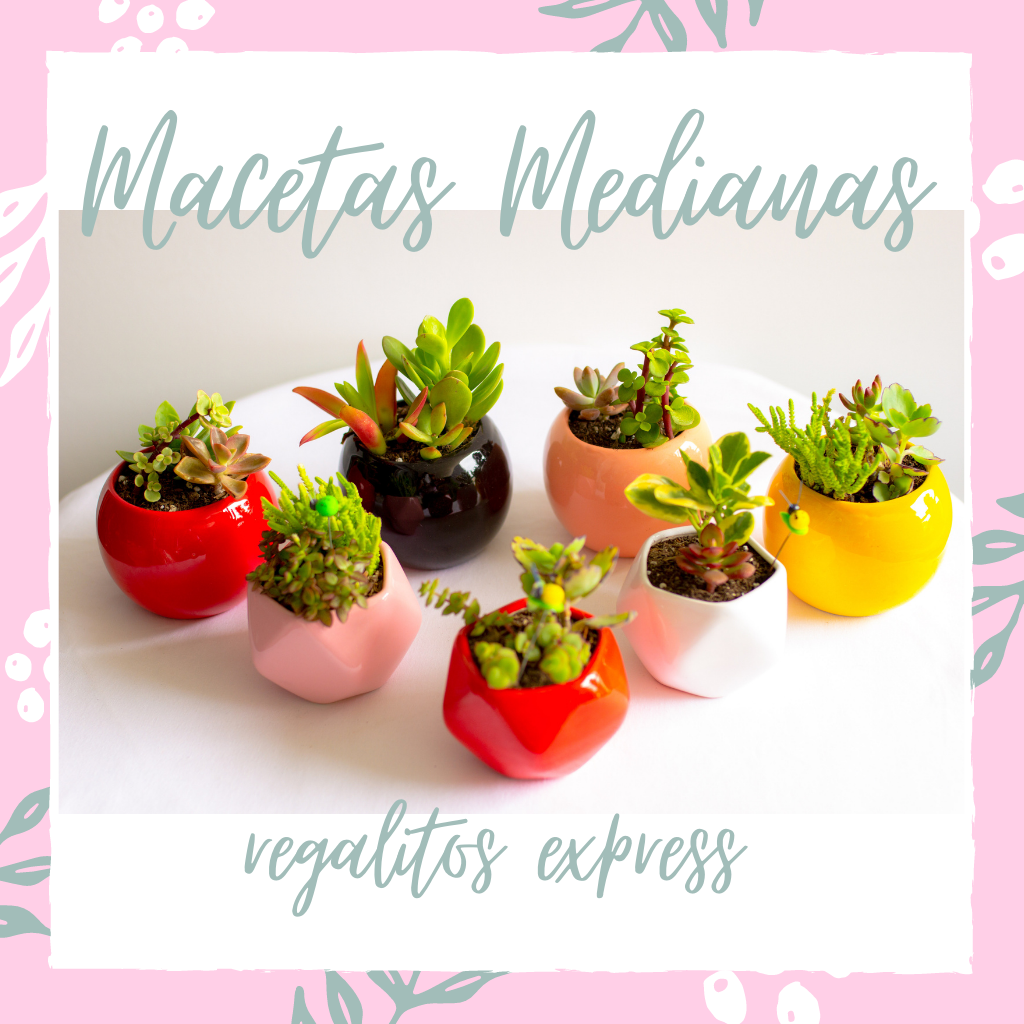 Macetas Medianas de loza