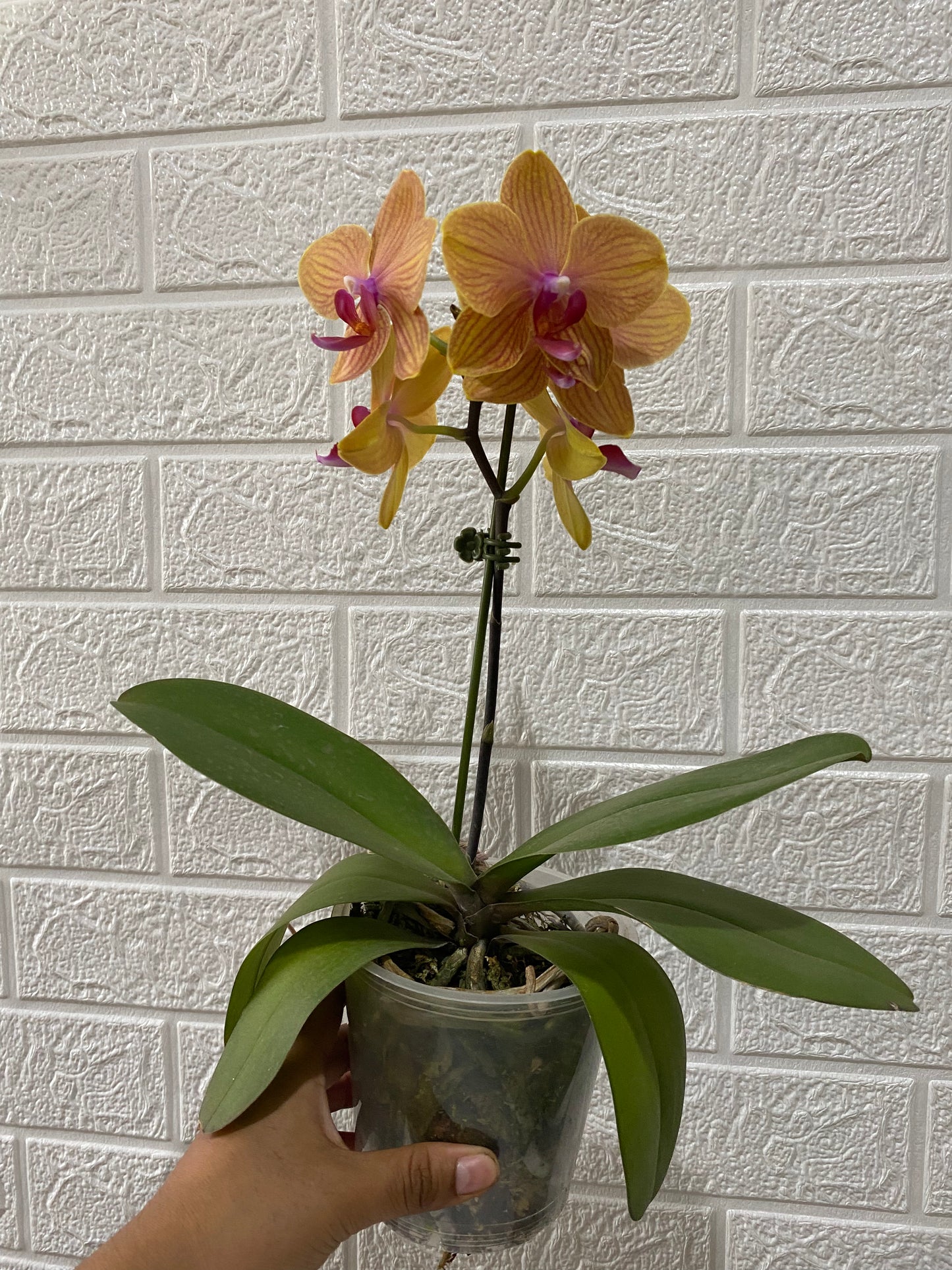 Orquidea naranja