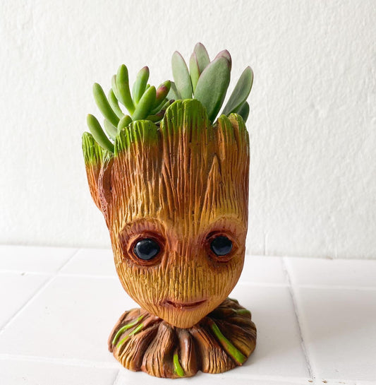 Maceta Groot