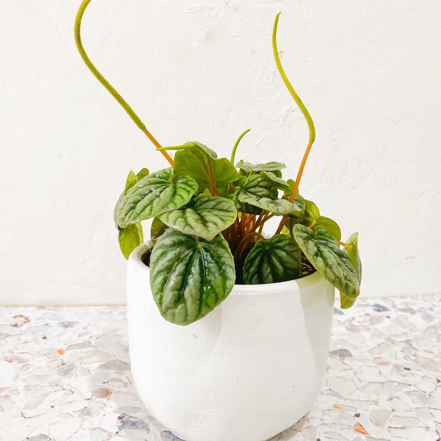 Peperomia Wost